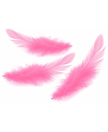 plume-caresses-rose.jpg