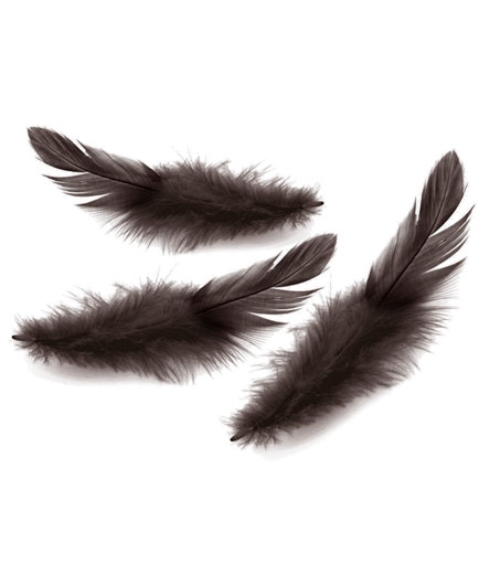 Le Lot de 18 Plumes Caresses Sensuelles