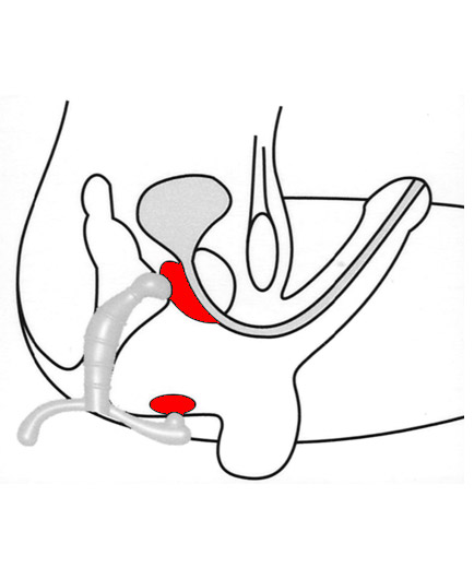 Le Stimulateur de Prostate Noir Anatomique - photo 2